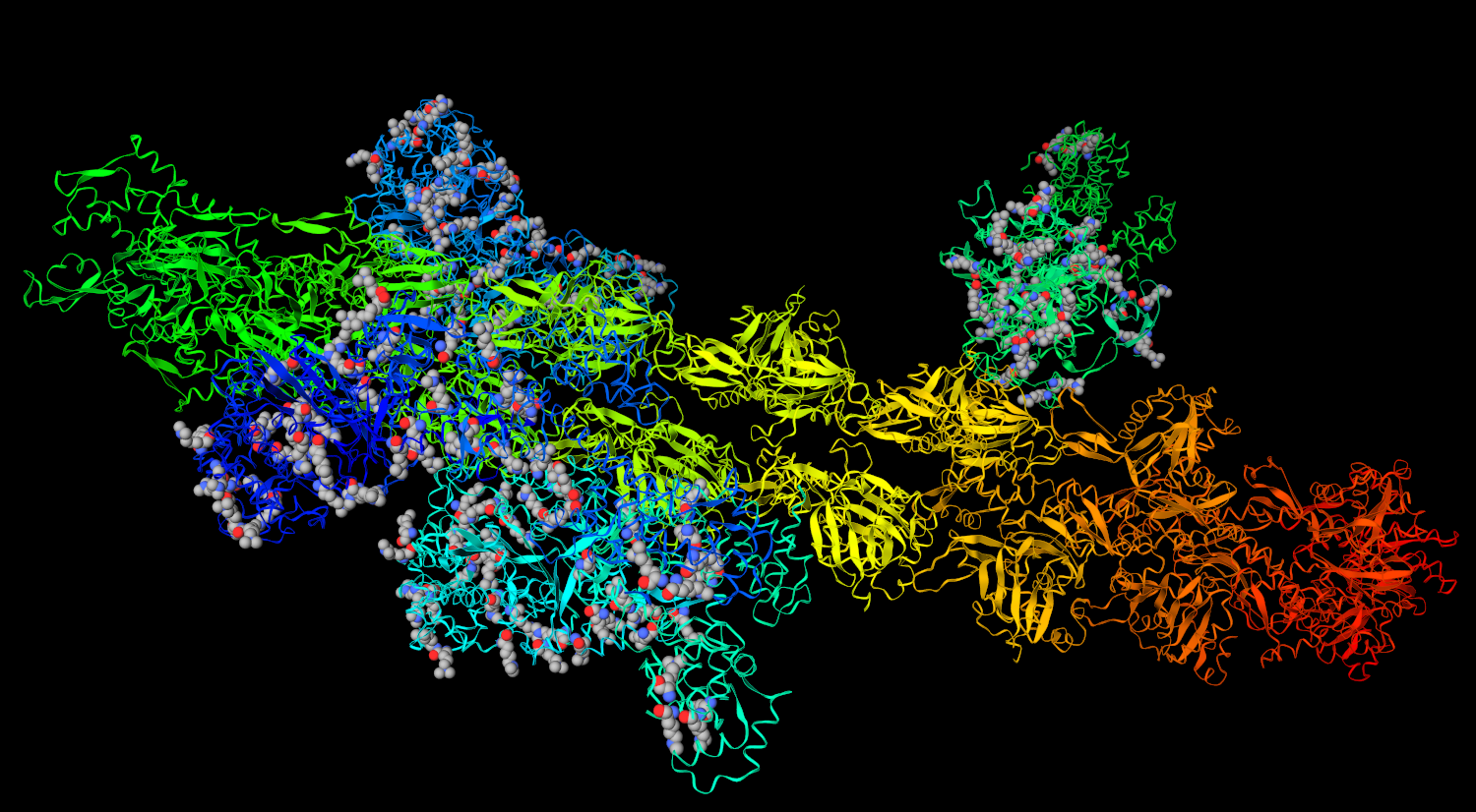 Myosin molecule