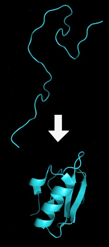 Protein folding